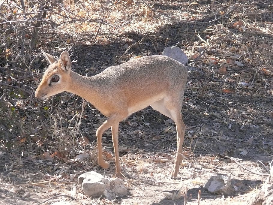 antelope, africa, animal, mammal, herbivore, dikdik, wild, wildlife