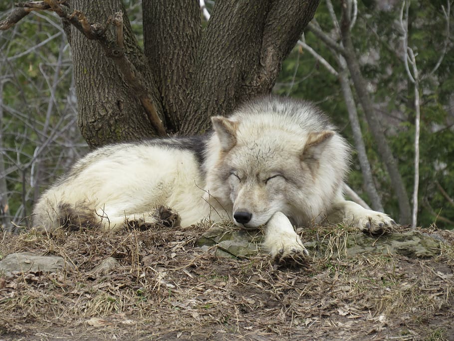 wolf, wild, sleep, predator, animal, nature, mammal, fur, canine, wildlife