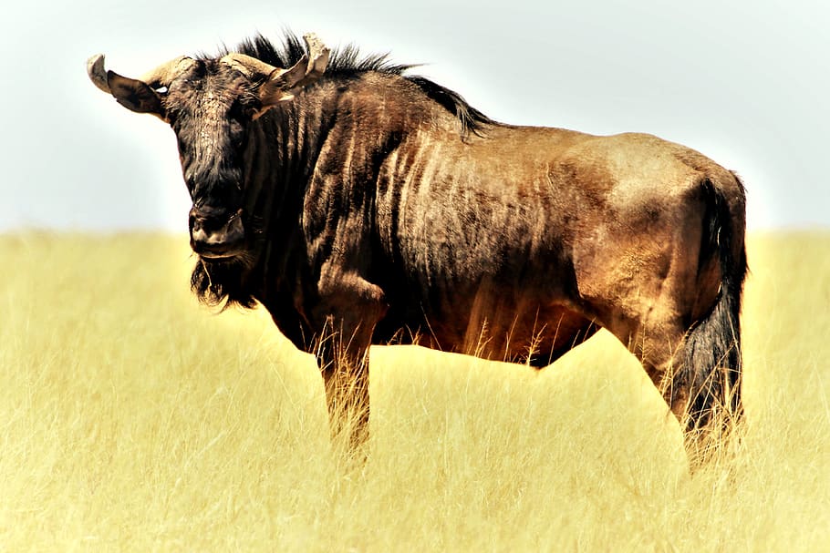 blue wildebeest, gnu, shaggy beard, stripes, steppe, brown, yellow, antelope, africa, animal world