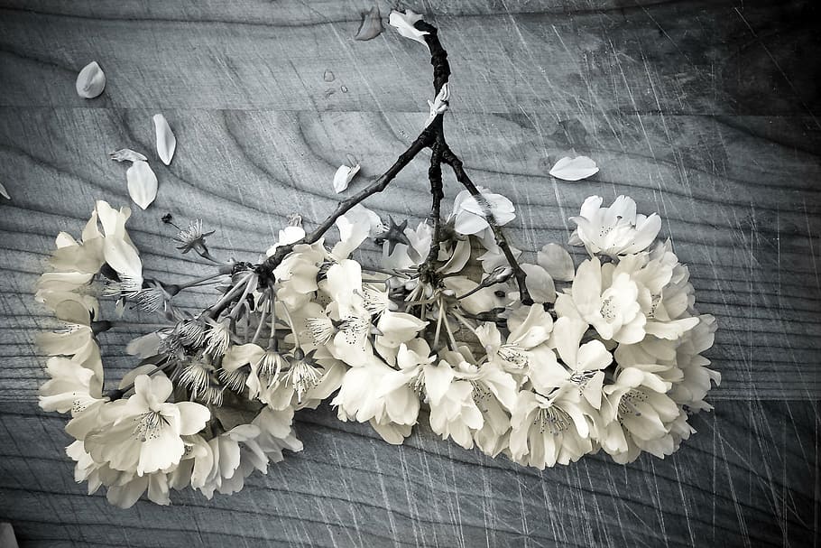 grayscale photography, white, flowet, church flower, plant, still life, flowers, deco, wood, nature
