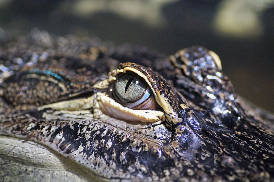 Alligator, Predator, Crocodile, Eye, reptile, detailed, dangerous, water, hunter, wild
