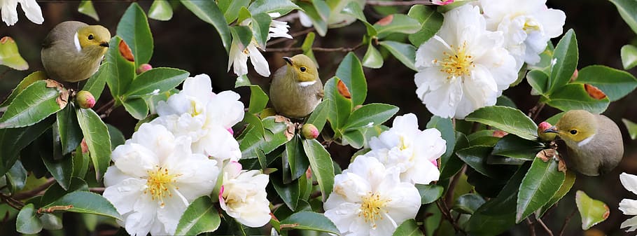birds, honey eaters, flowers, white, camellias, shrub, garden, nature, flowering plant, flower