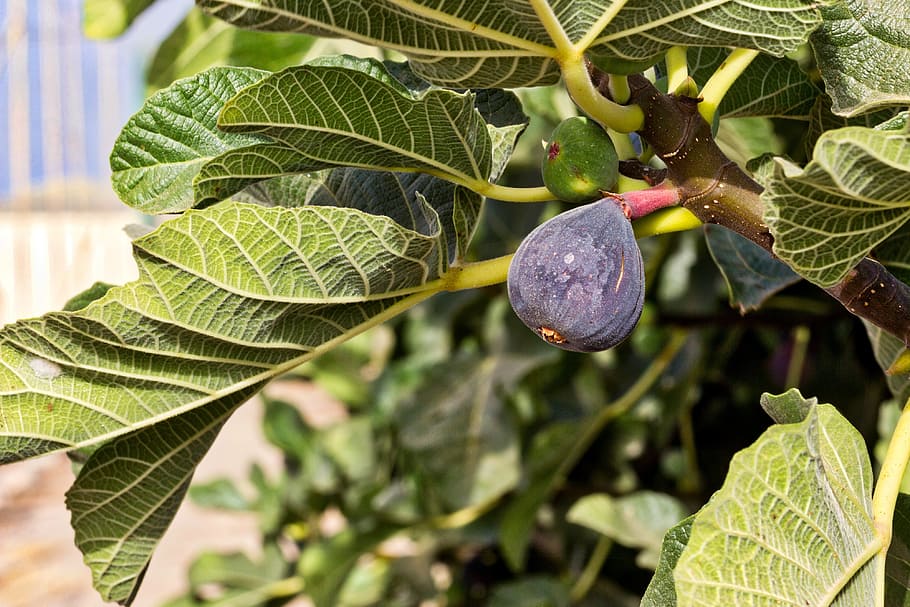 fig, fig tree, fruit, sweet, nature, mature, mediterranean, summer, leaf, plant part