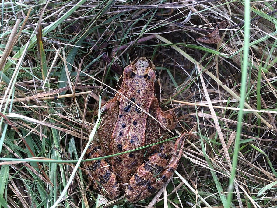 toad, grass, amphibians, frog, autumn, common toad, plant, land, nature, field