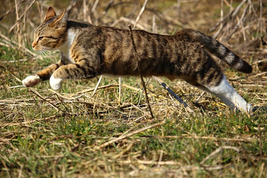 brown, tabby, cat, running, day time, brown tabby, tabby cat, day, time, kitten