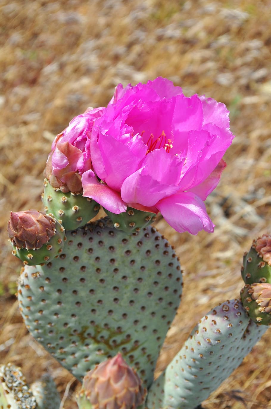 close-up photo, pink, cactus flower, cacti, cactus, desert, plant, succulent, flora, nature