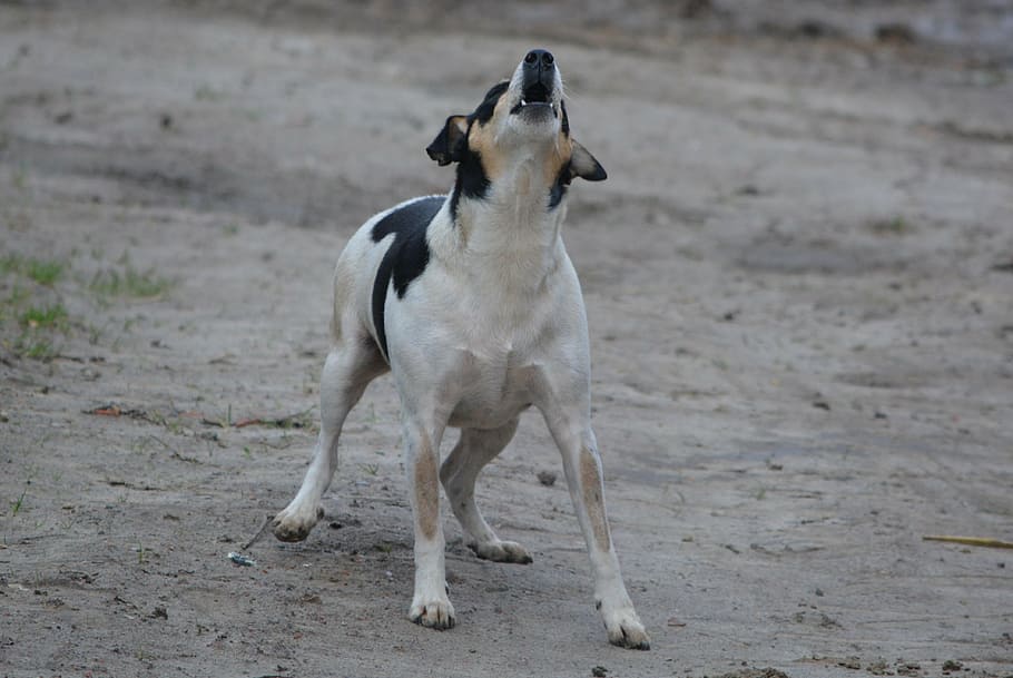 short-coated, black, white, dog, brown, soil, animal, guard dog, barking, jack russel