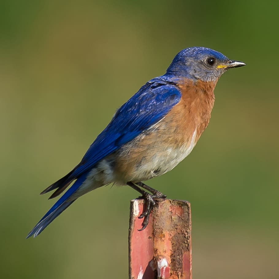 blue, brown, bird, standing, rod, brown bird, bluebird, perched, wildlife, songbird