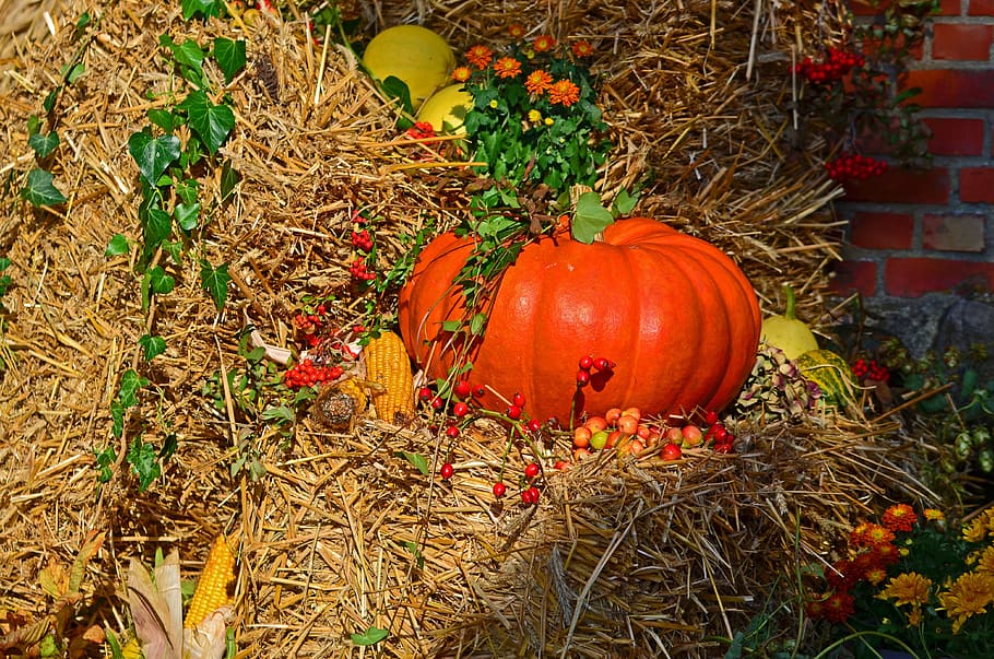 pumpkin, top, hay, harvest, harvest festival, autumn, autumn fruits, golden autumn pumpkins, thanksgiving, autumn decoration