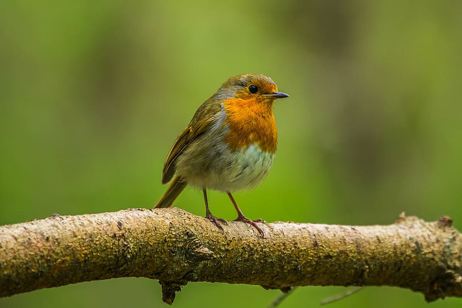 gray, orange, bird, perched, tree, redbreast, nature, spring, forest, animal