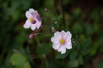 Fotos Flor de anémona rosa libres de regalías | Pxfuel