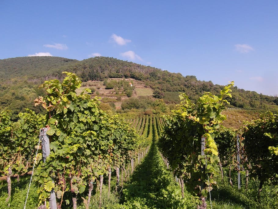 new wine, wine, vintage, wine harvest, grapes, hill, palatinate, vineyard, grape, vine