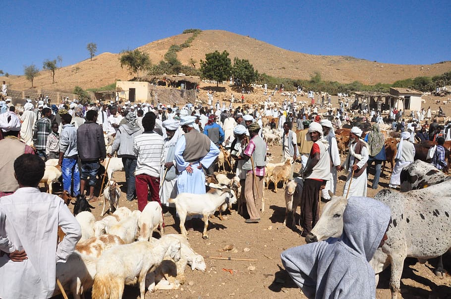 animal market, eritrea, keren, real people, group of people, crowd, large group of people, men, domestic animals, domestic