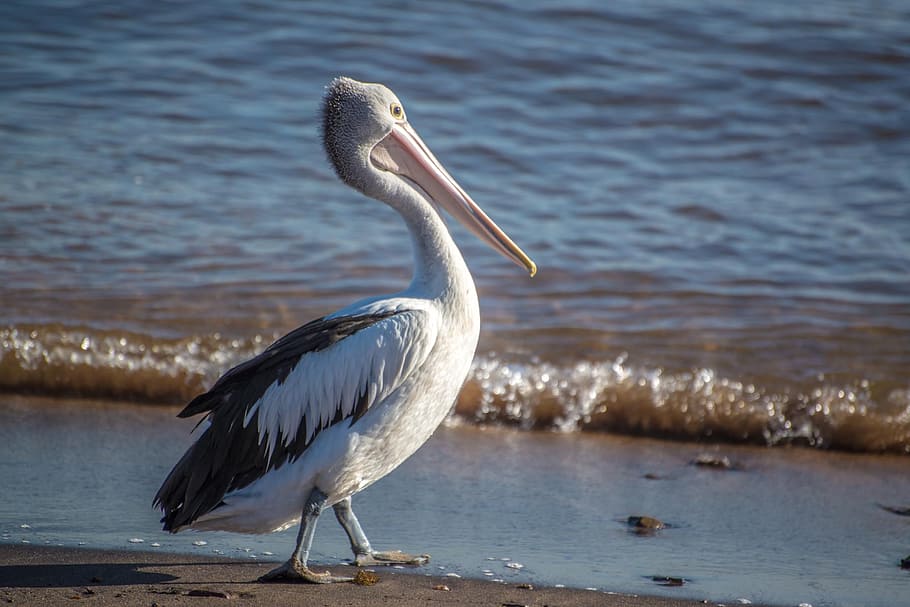 australian, white, pelican, shore, daytime, bird, australia, ocean, beach, sydney
