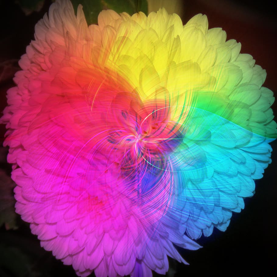 flor del arco iris, flor, arco iris, colorido, estrella del arco iris,  rayos de estrellas, ondas, patrón, patrón de flores, colores | Pxfuel