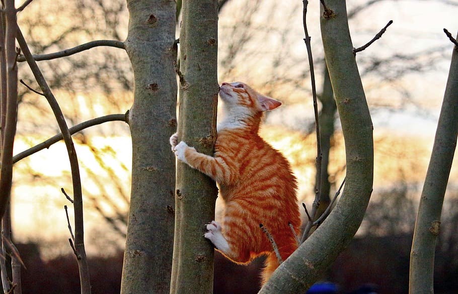 orange, white, fur cat, climbing, tree, fur, cat, kitten, red mackerel tabby, red cat