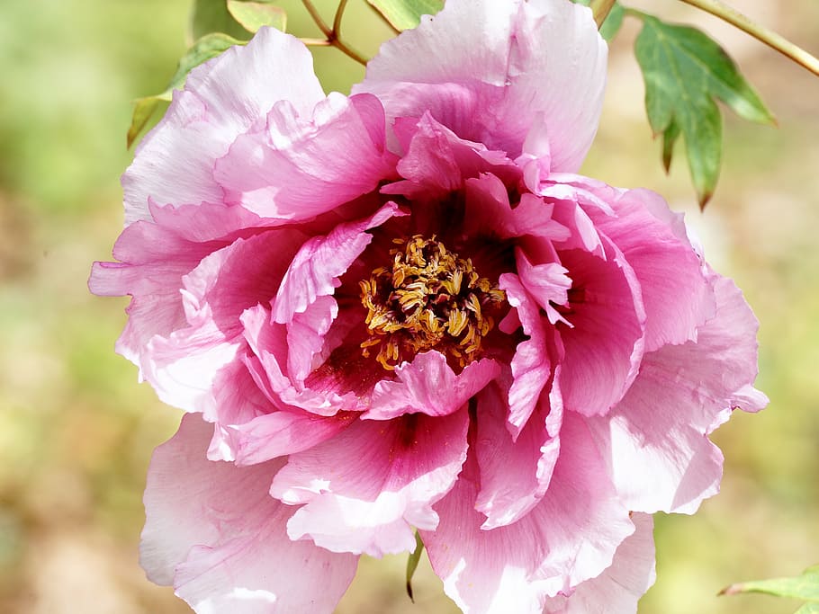closeup, pink, peony flower, peony, pentecost, plant, sweet, beautiful, fragrance, rose family