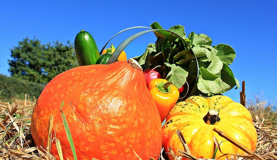 closeup, photography, assorted, vegetables, thanksgiving, pumpkins, cucumbers, paprika, radishes, autumn
