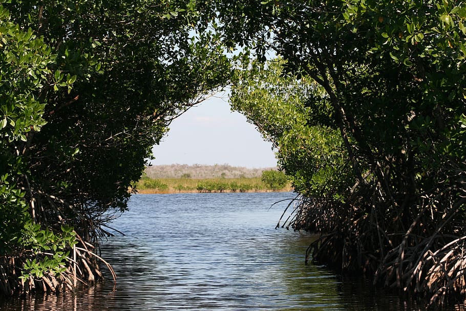 green, leaf arch tree, water, everglades, mangroves, bogs, plant, tree, growth, tranquility