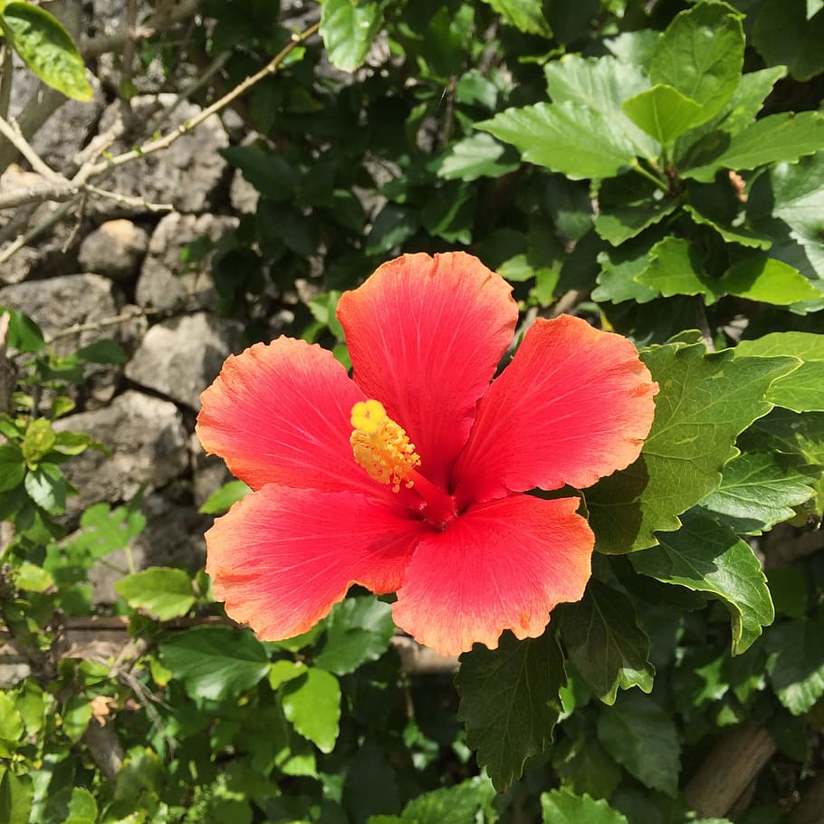 hibiscus, okinawa, southern countries, plant, flowering plant, flower, petal, growth, beauty in nature, inflorescence