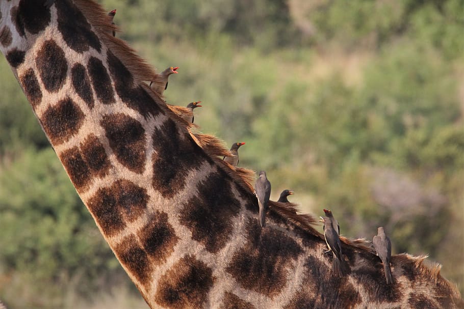 giraffe, ox, pecker, flock, chatter, bird, watching, many, tick, nature