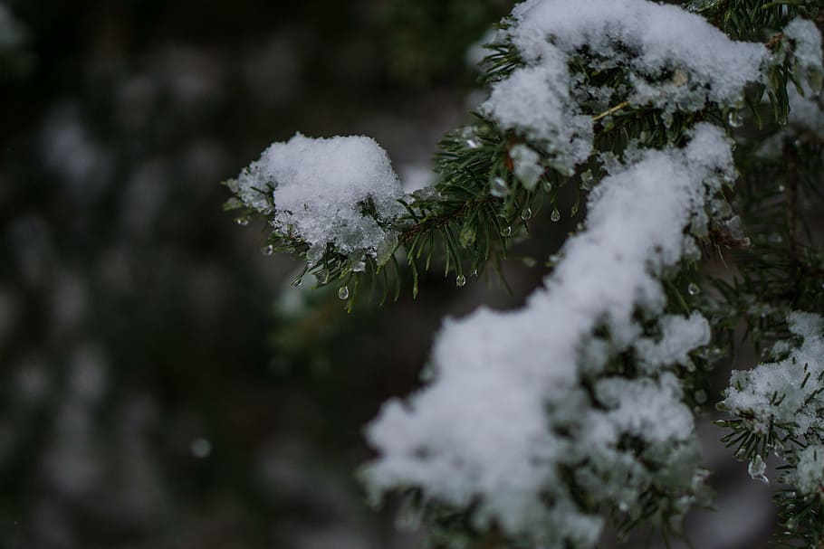selektif, fokus, closeup, foto, pohon pinus, salju, hijau, pinus, pohon, diisi