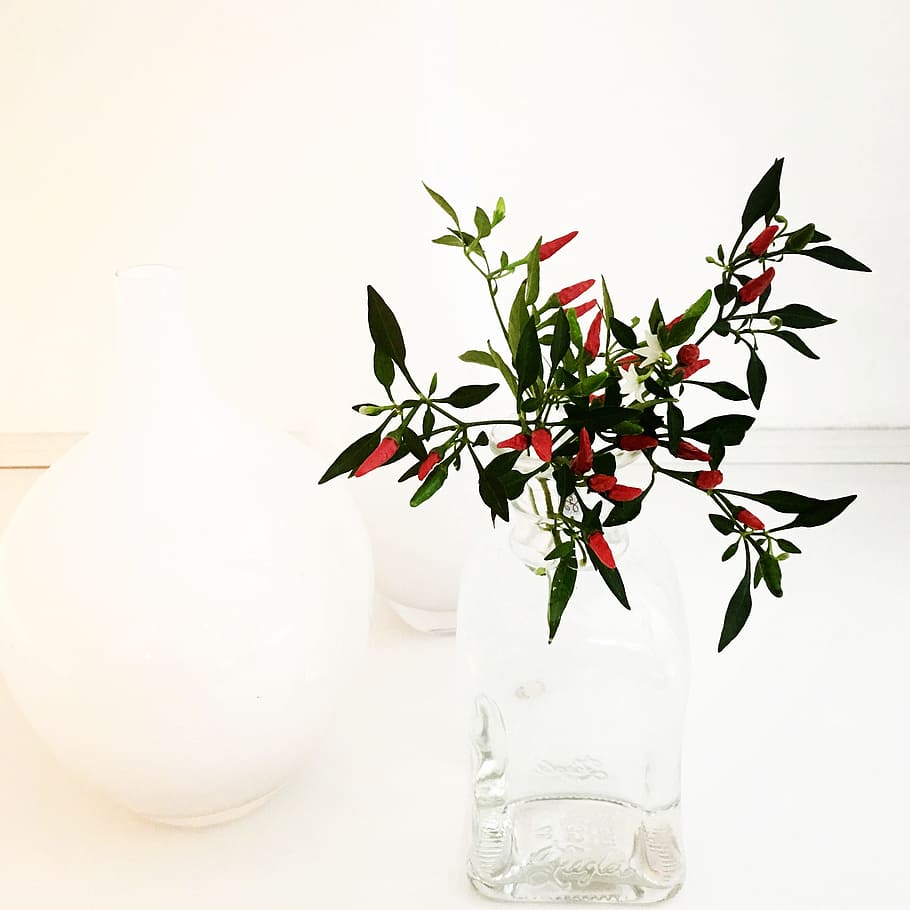 plant, white, hell, paprika, contrast, mini-chili, bonsai-chili, vase, elegant, flower
