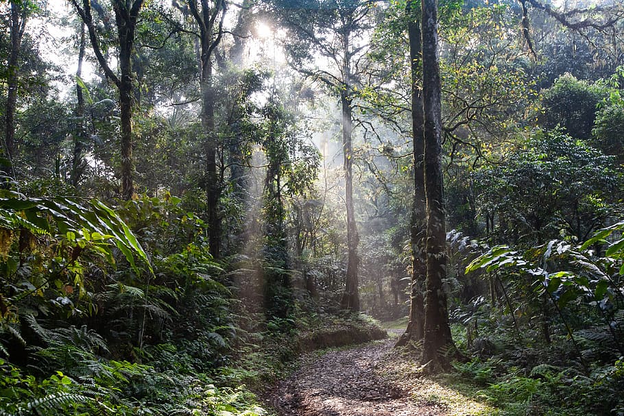 paisagem, floresta tropical, pista, névoa da manhã, harry the salak mountain national park, ilha de java, indonésia, floresta, árvore, plantar