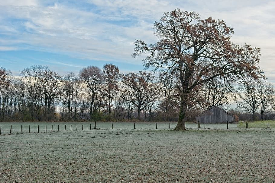 landscape, upper bavaria, autumn, winter, tree, pasture, fence, frost, cold, mood