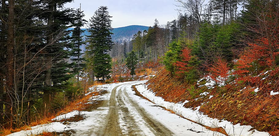 snow road, along, pine trees, way, nature, the mountains landscape, winter, autumn, tree, top view