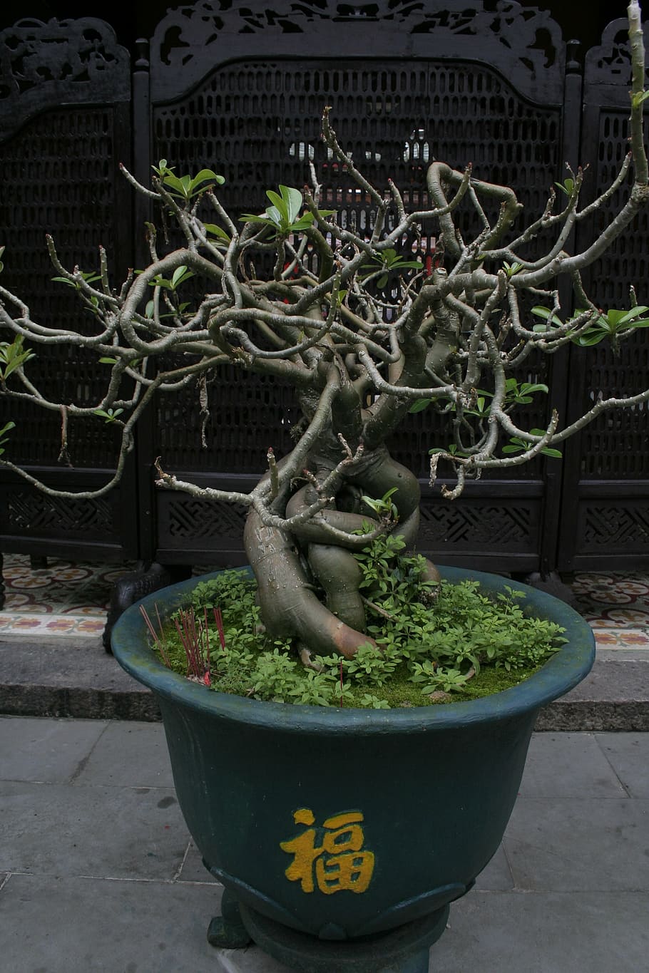 bonsai, vietnamese scripture, temple, potted plant, plant, growth, outdoors, day, nature, bonsai tree