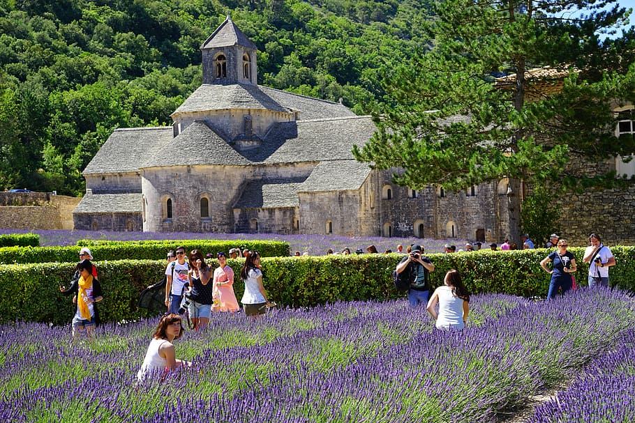 people, walking, surrounded, purple, flowers, daytime, abbaye de sénanque, tourism, visitors, human