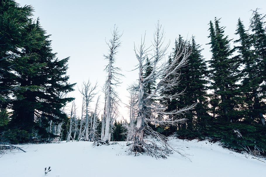 pohon, hutan, salju, musim dingin, dingin, langit, alam, di luar rumah, natal, suhu dingin