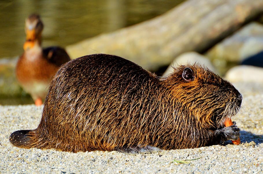 nutria, rodent, water rat, species of rodent, waters, animal, nager, water, sun, nature