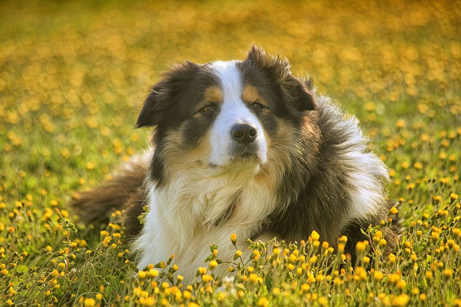 dog, garden flower, mammal, lawn, cute, animal, pet, canine, sheepdog, border collie