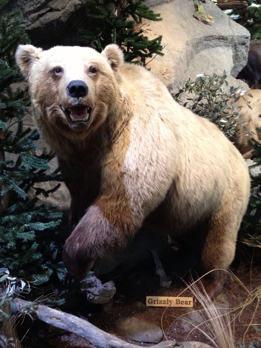 grizzly bear statue, grizzly bear, scarecrow, museum, mount, taxidermy, bear, animal, one animal, mammal