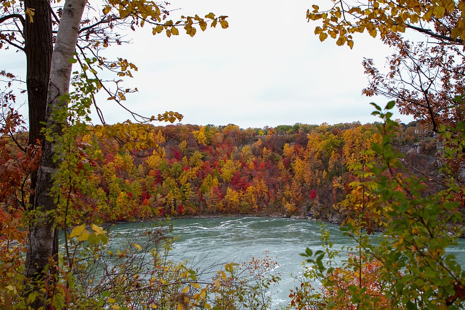 musim gugur, daun, pohon, warna-warni, pemandangan, perubahan, tanaman, air, keindahan di alam, alam