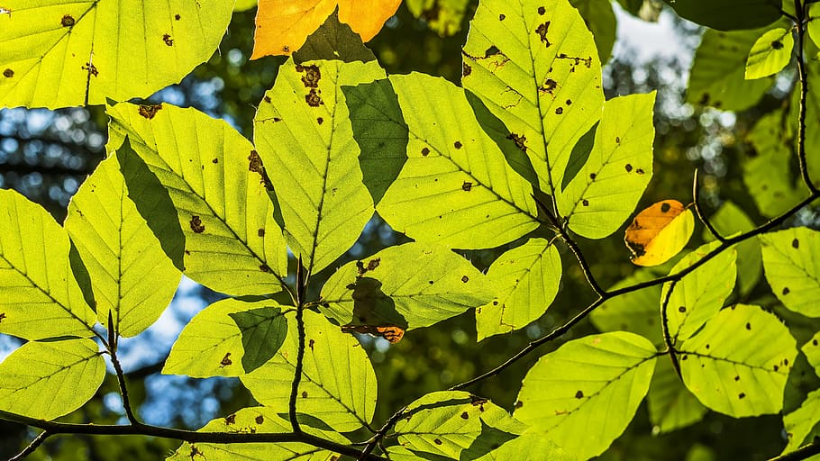 ブナの葉 葉の構造 葉脈 本業界 明るい 春 葉 芽 新芽 若いブナの葉 Pxfuel