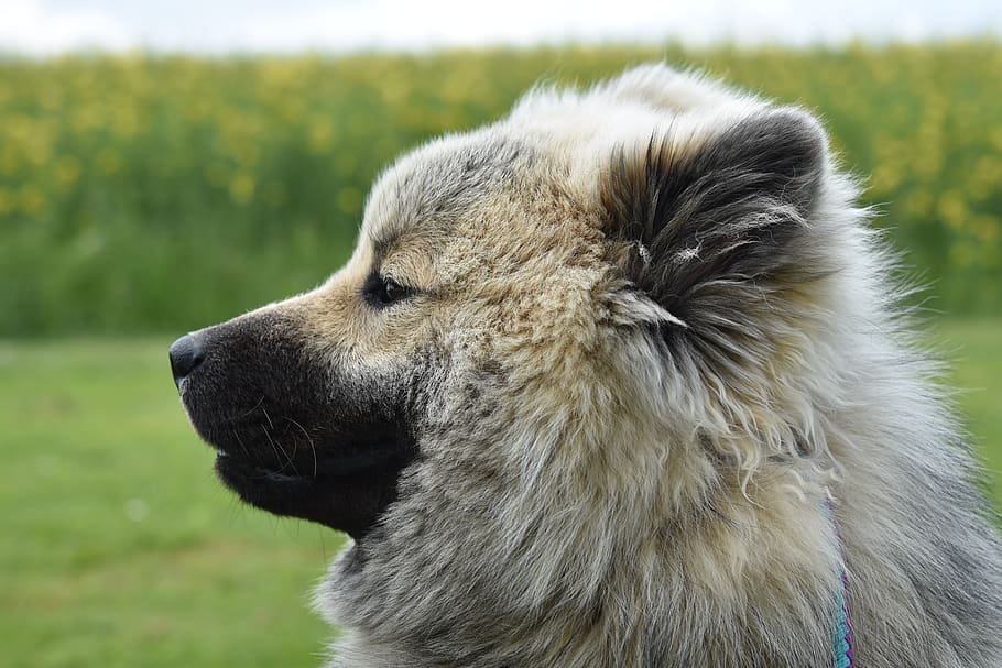dog, dog eurasier, dog portrait, black muzzle, ears dog, eurasier male olaf-blue, doggie, animal, canine, one animal