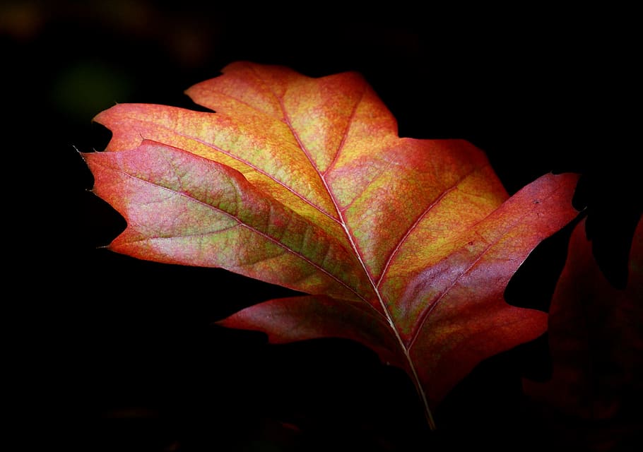 Outono, matiz, closeup, foto, folha, parte da planta, natureza, plantar, beleza na natureza, mudança