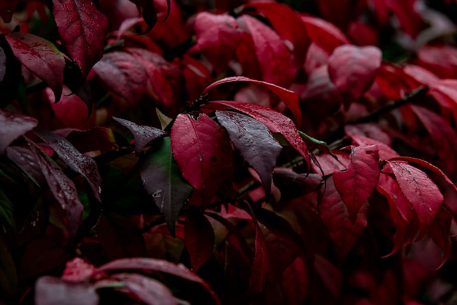 leaves, fall, plants, mystery, dreamy, dreary, red, color, mood, beauty in nature