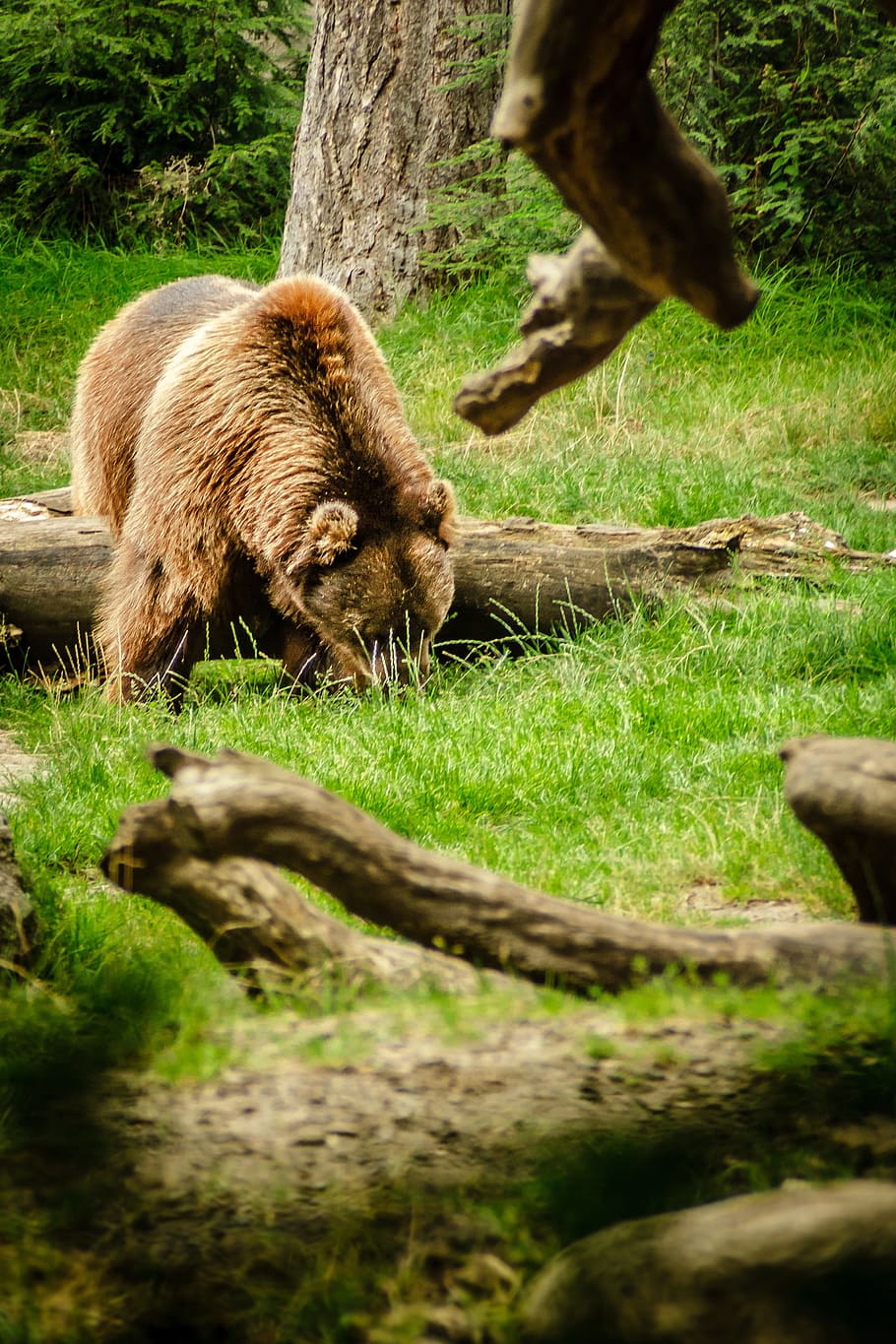 Brown Bear, Ursus Arctos, Animal, bear, predator, forest, nature, forests, fur, hair