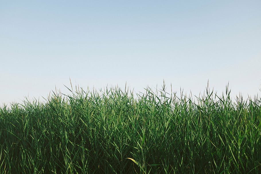 green, grasses, daytime, landscape, photography, grass, nature, crops, clouds, sky