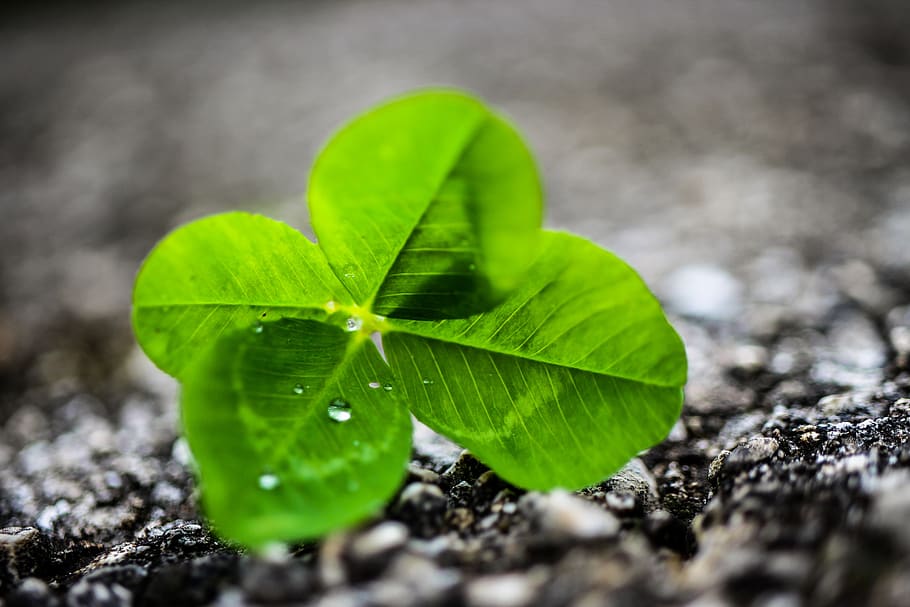 four leaf clover, nature, rain, leaf, plant part, green color, selective focus, close-up, plant, growth