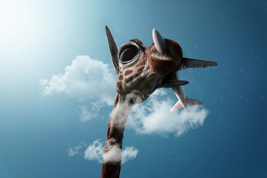giraffe, swallowed, airliner wallpaper, environment, nature conservation, sky, clouds, animal, nature, aircraft