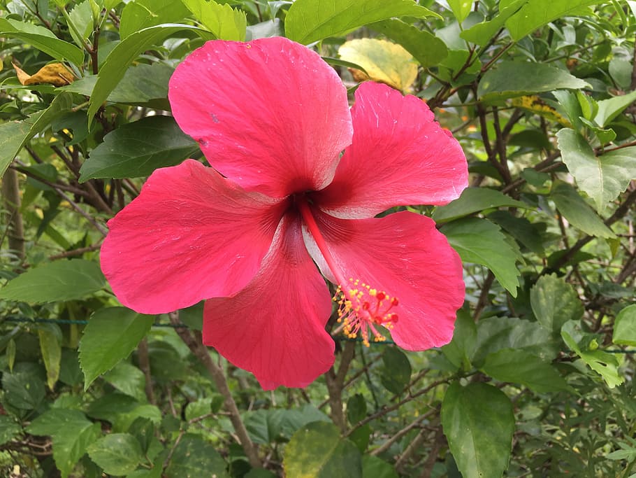 close-up photo, pink, hibiscus flower, bloom, hibiscus, flower, tropical, plant, blossom, floral