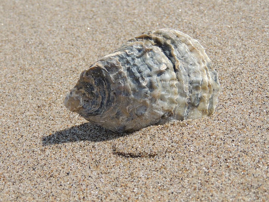 beige, seashell, sand, sea, shell, beach, ocean, vacation, shellfish, nature