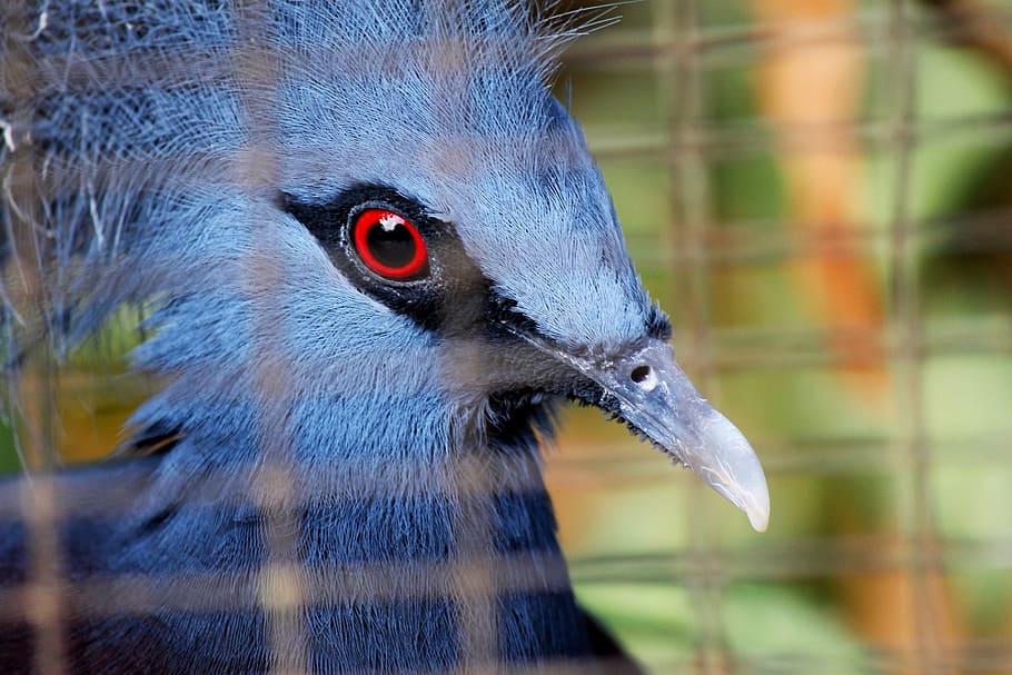 azul, coroado, pombo, pássaros, vermelho, olhos, azul profundo, plumagem, penas, fechar-se