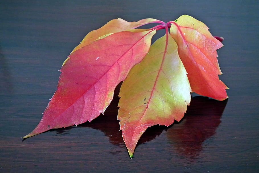 leaf, ivy, autumn, colored, nature, closeup, decorative, plant part, beauty in nature, close-up