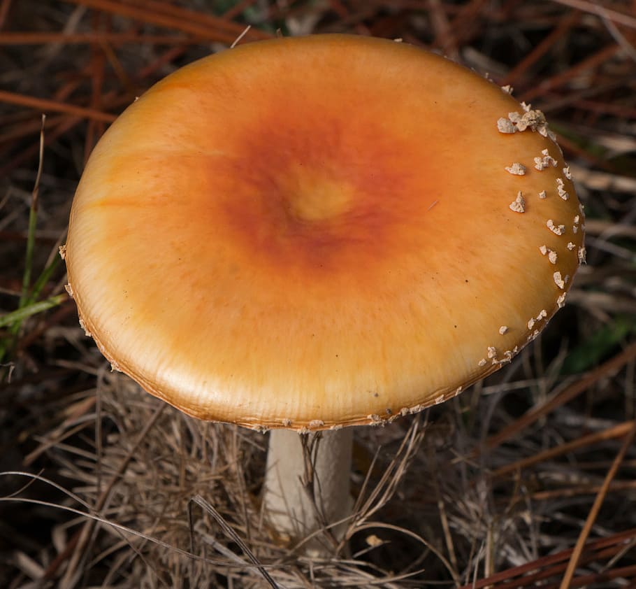 mushroom, amanita muscaria, fly agaric, toadstool, cap, fungus, nature, fungi, poison, agaric